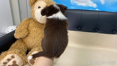 成約済の兵庫県のチワワ(ロングコート)-314422の5枚目